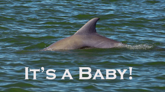 Aw, it\'s a baby