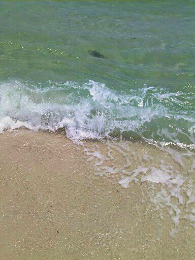 Baby Sea Turtle in the surfline, the size of your outstretched hand