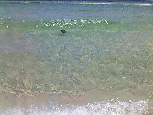 Baby Sea Turtle in the wild, only seen miles away from people (our record is seeing 5 one yearin 200 miles of beach walks)
