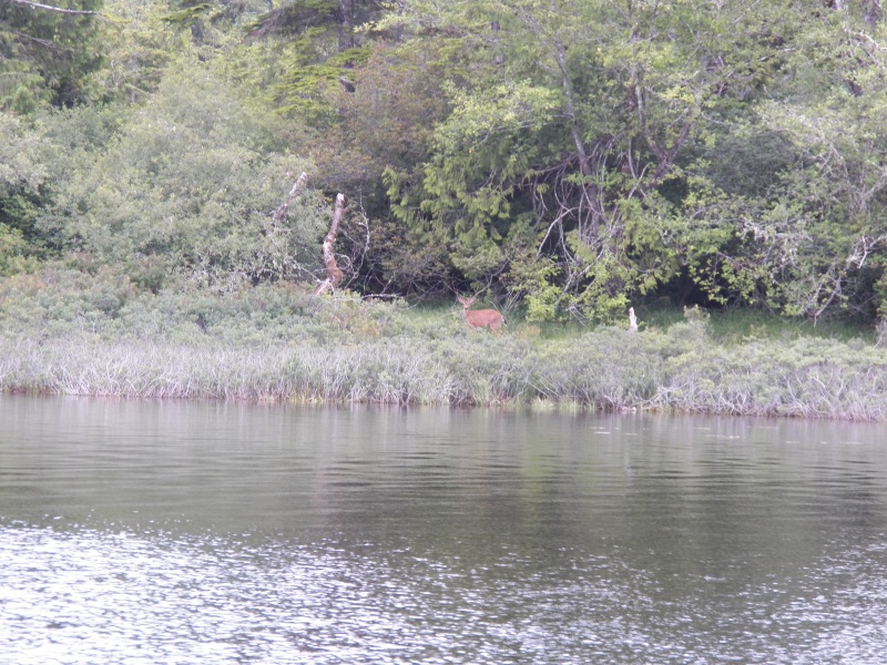 Back in civilization, I saw this buck on the shore.