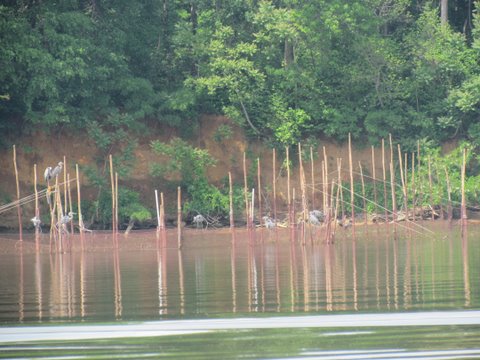 back on the Sassafras river Fish trap at low tide Grey Herrons working the area