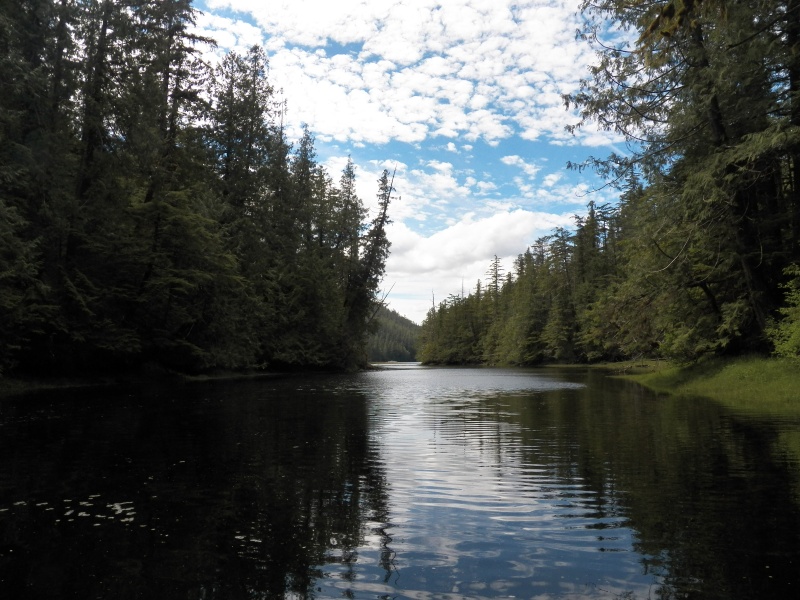 Backwater exploration.  A couple of times we were surprised by seals also exploring the river.