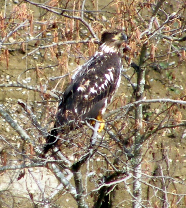 Bald Eagle, 2nd year.