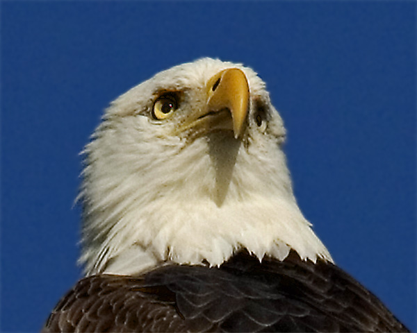 Bald Eagle Close