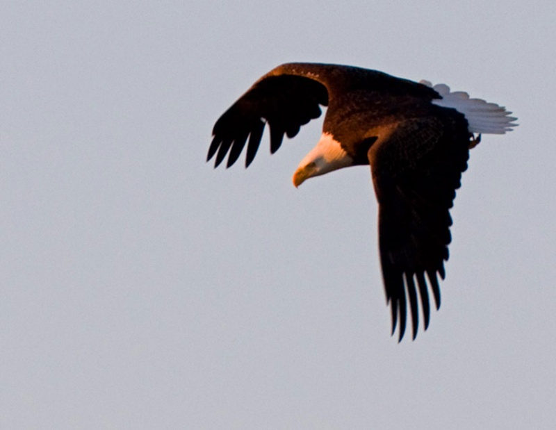 Bald Eagle Hunting near Shoal Creek (Tennessee River)