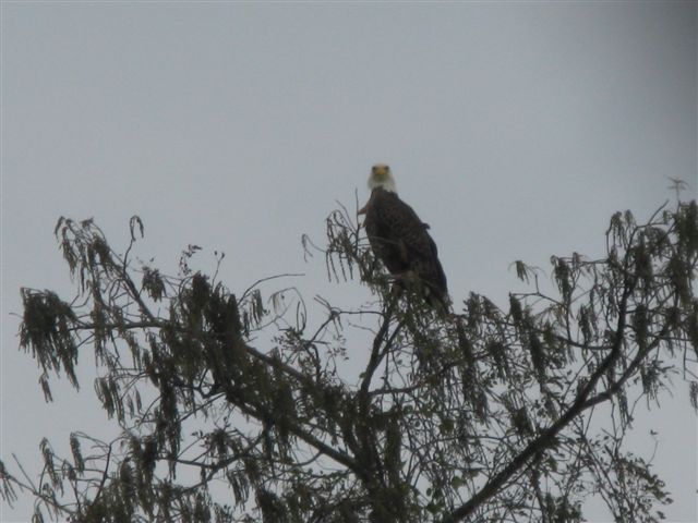 Bald Eagle in Cypress tree
