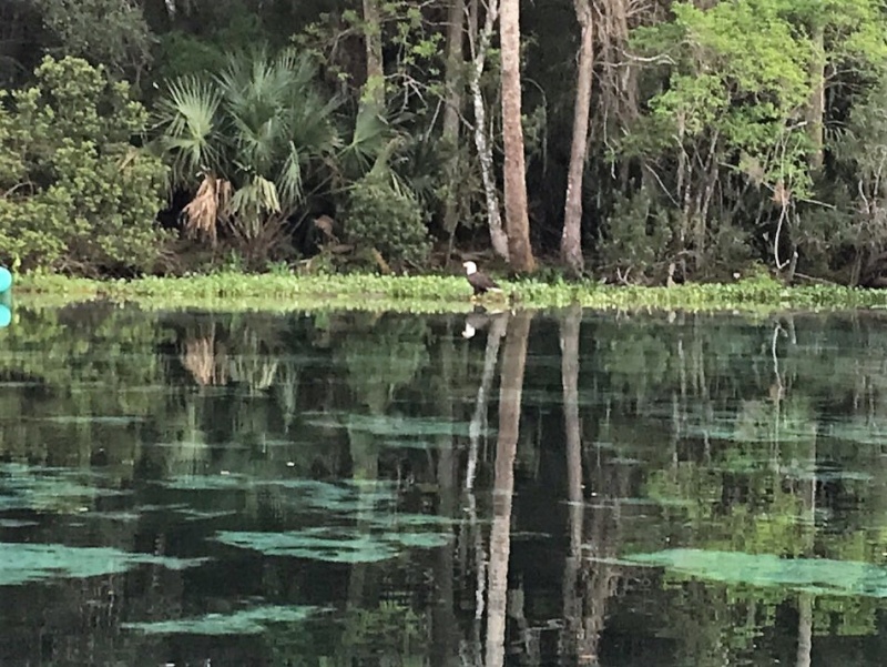 Bald Eagle in Silver Glen Springs