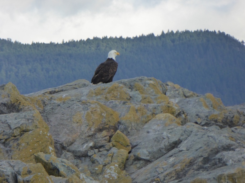 Bald Eagle on Pointer Island, which is really just a rock