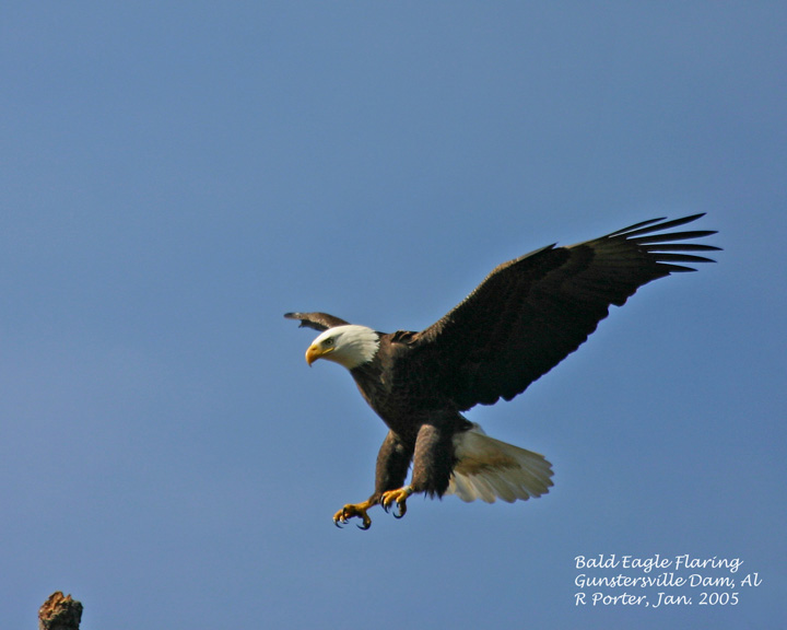 Bald eagle, our namesake