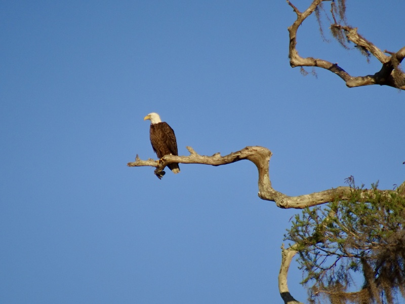Bald eagle Silver Glen Springs