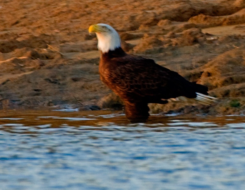 Bald Eagle Standing in Tennessee River to drink. I have never seen this before. Apologies for quality: Loong distance, low light and moving boat......