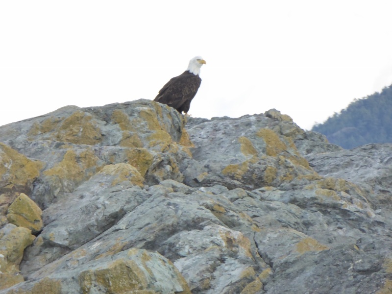 Bald Eagle