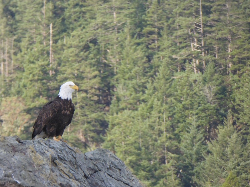 Bald Eagle