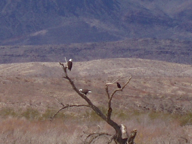 Bald Eagles at Lake Mohave