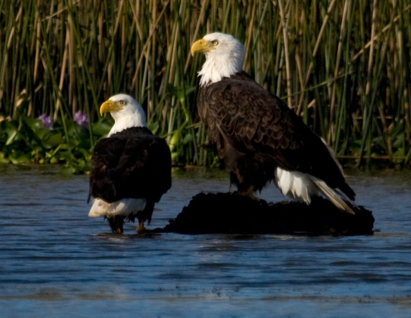 Bald Eagles on Apalachicola River