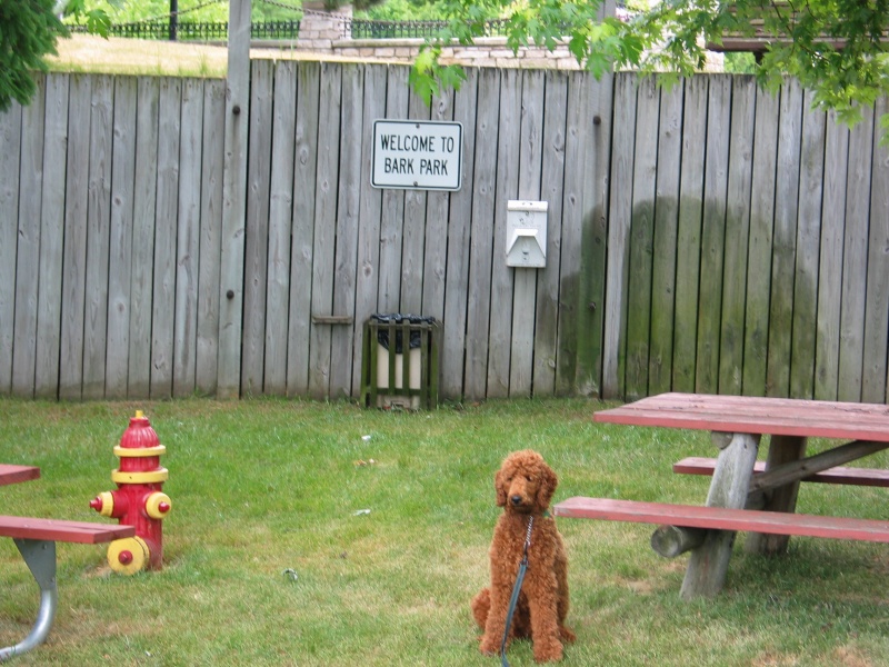 Bark Park.  First mate Gordie at his favorite spot in Manistee, MI.