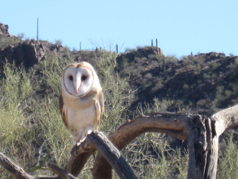 Barn owl at Sonoran Desert museum Tucson free raptor flight ( awesome)