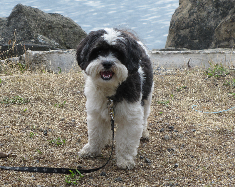 Baxter at Shallow Bay 7-20-11