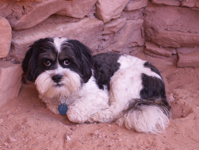 Baxter Barrett Anderson, Dog of the Desert, at Defiance House at Forgotten Canyon 9-23-082