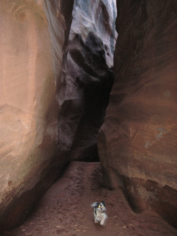 Baxter Loves Romping in the Slot at Smith Fork Canyon 9-20-10