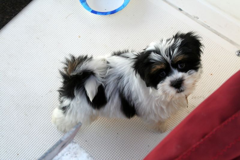 "Baxter"