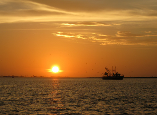 Bay shrimper, silhouette
