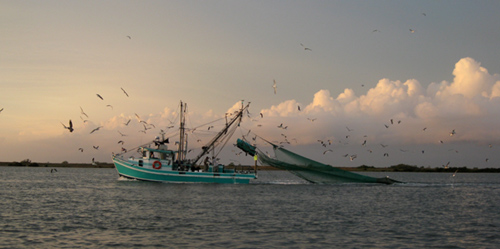 bay shrimper, surrounded by birds