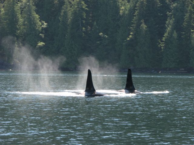 BC Orcas 2