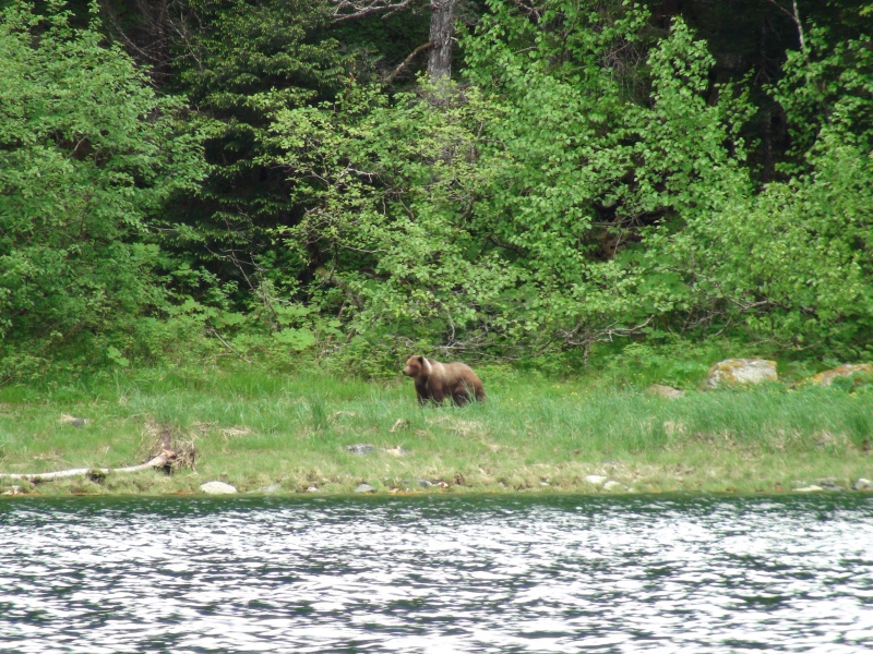 Bear at Lisianki inlet head with beautiful coat