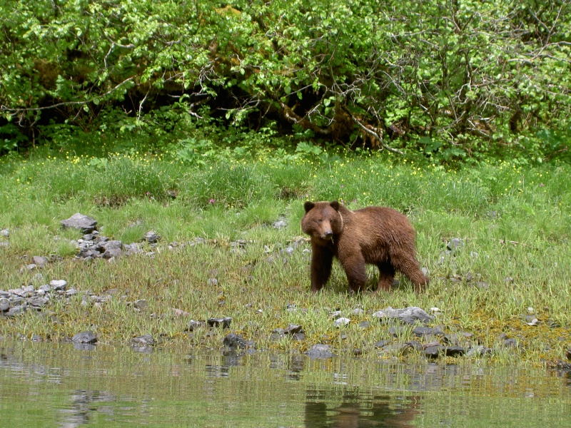 bear by anchorage red bluff bay