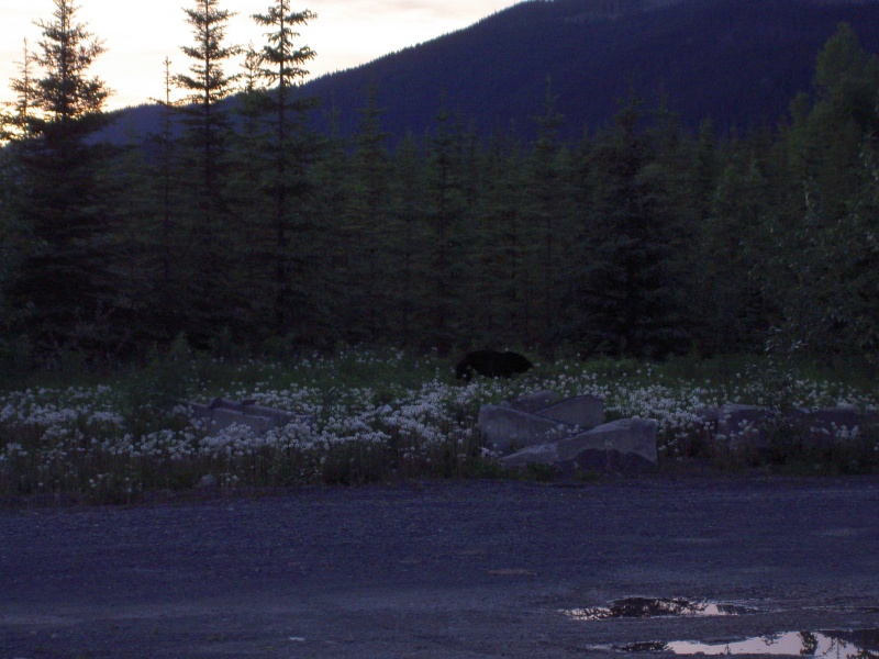 bear where we turned in for night on cassier hwy
