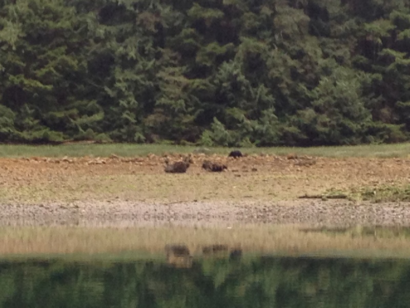 Bears in Sargeaunt Pass