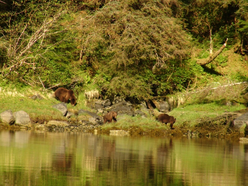 Bears on east side of Gut Bay anchorage.