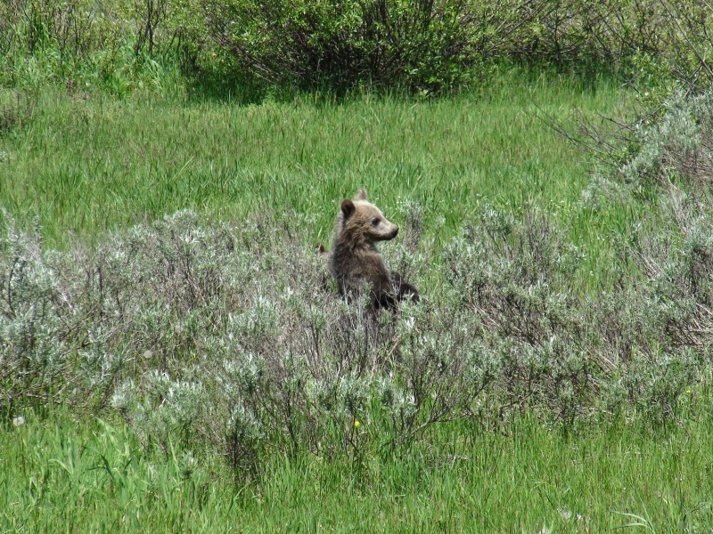 bears Yellowtone 2011 004