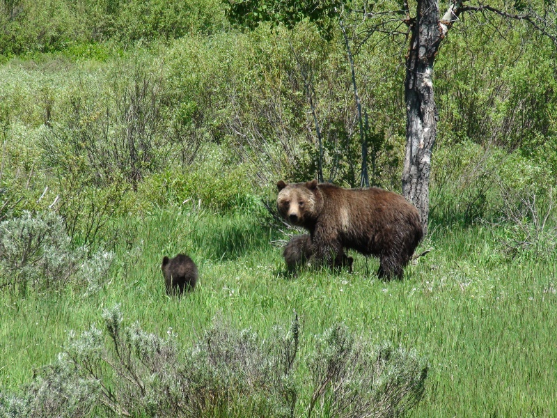 bears Yellowtone 2011 007