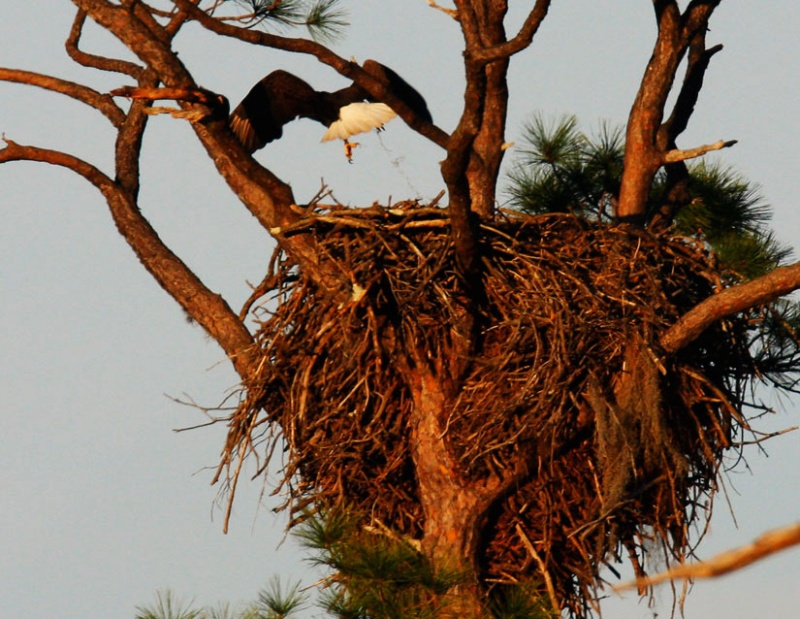 Beautiful Bald Eagle Nesting