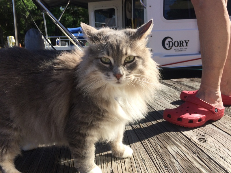 beautiful boat kitty
