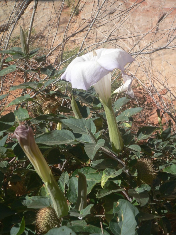 Beauty emerging in the canyon