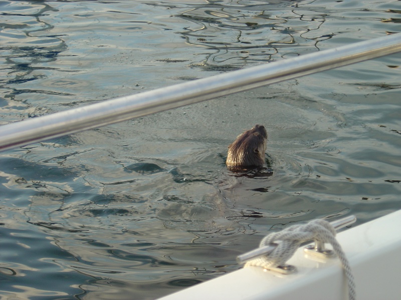 (Bess-C) River Otter - Tofino Dock