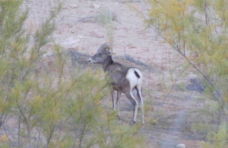 Big Horn Sheep in Rock Creek Canyon