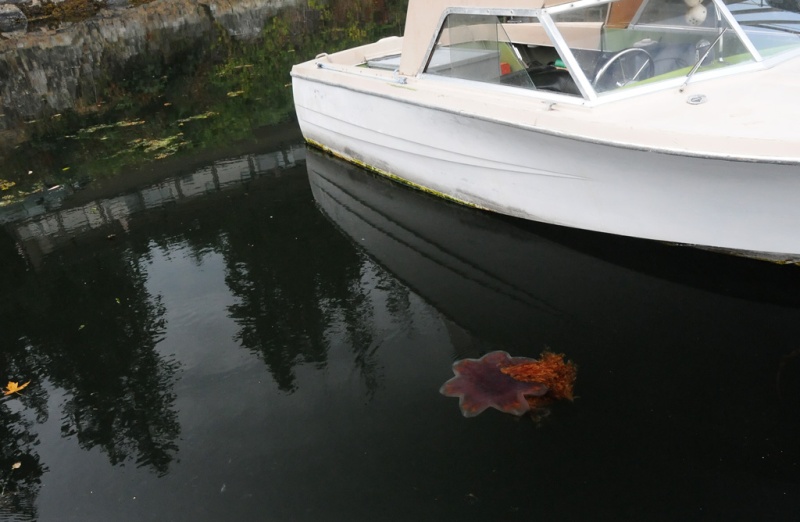BIG jelly fish  - Fulford Harbor
