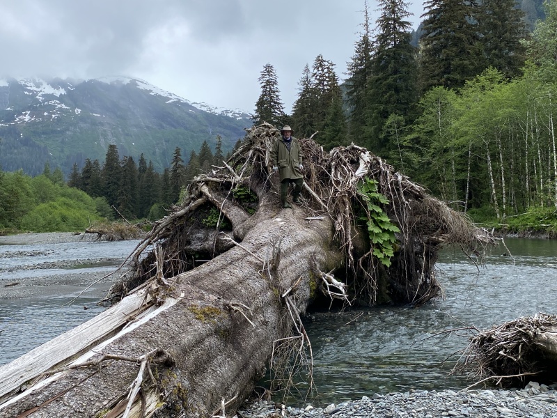 Big log in river to red Bluff bay