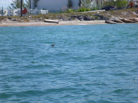 Big tarpon