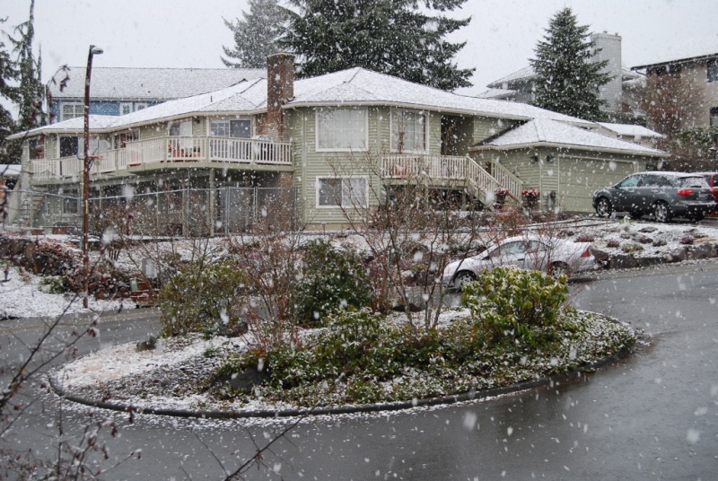 BigFlakes1.jpg