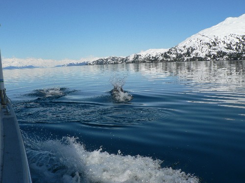 (Billy) dolphins