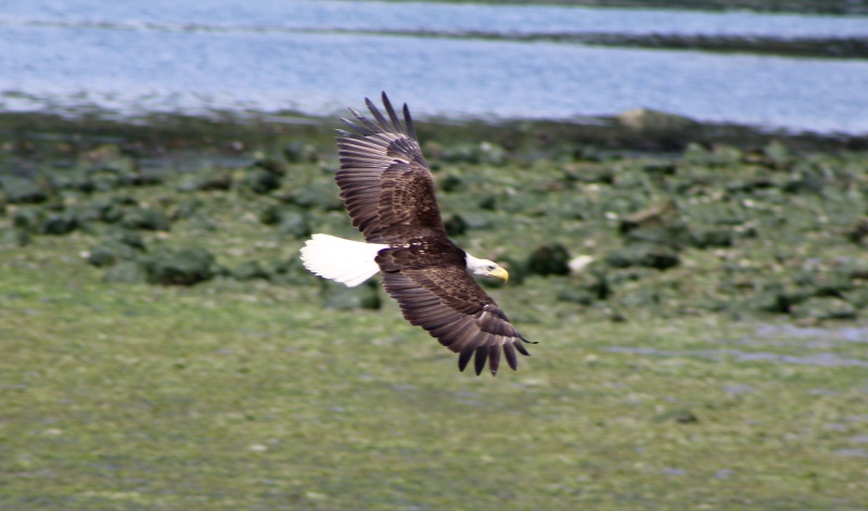 Bird 1