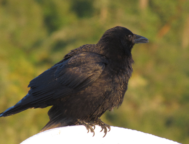Bird (duh)