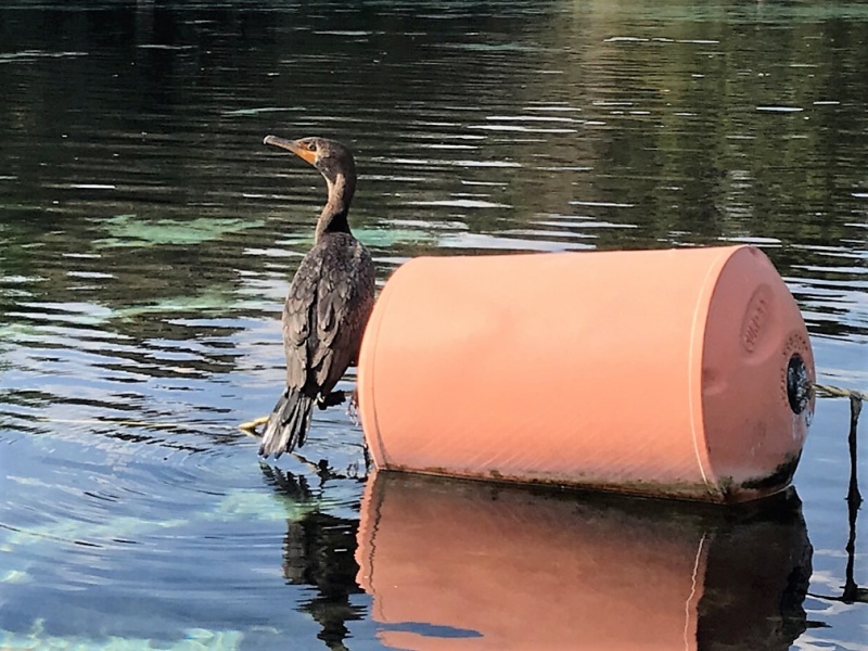 Bird in Silver Glen Springs