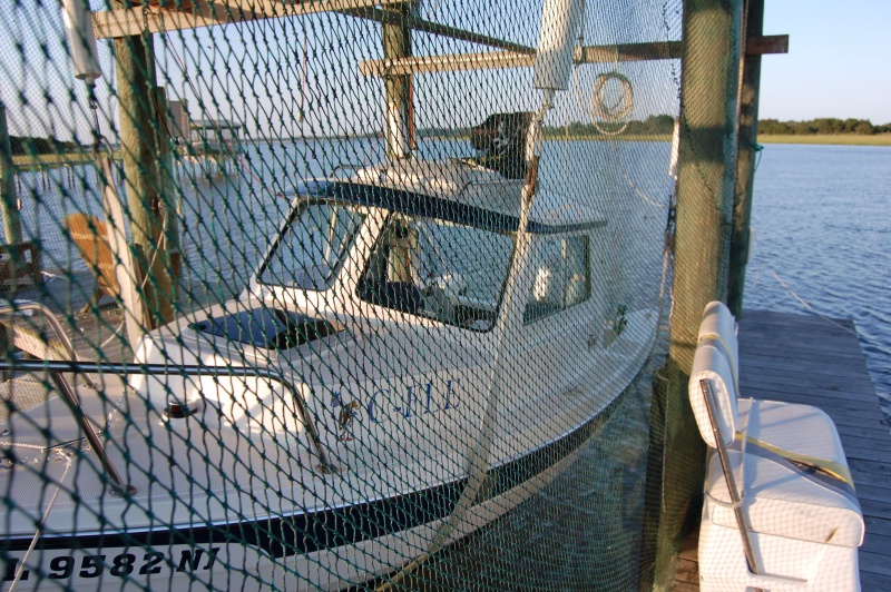 Bird Protection