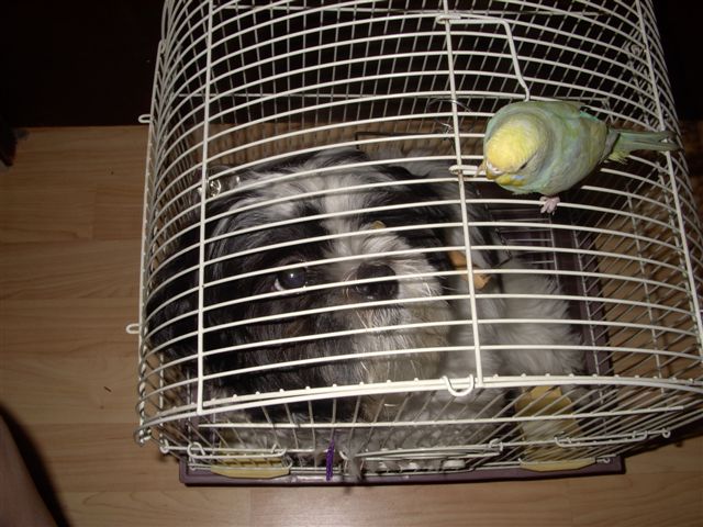Bird Sophie
